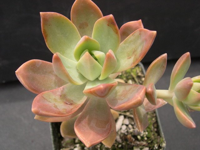 succulents with pink flower