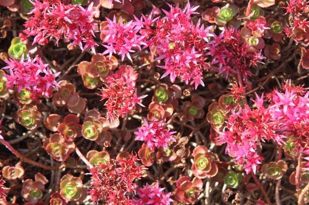 succulents with pink flower