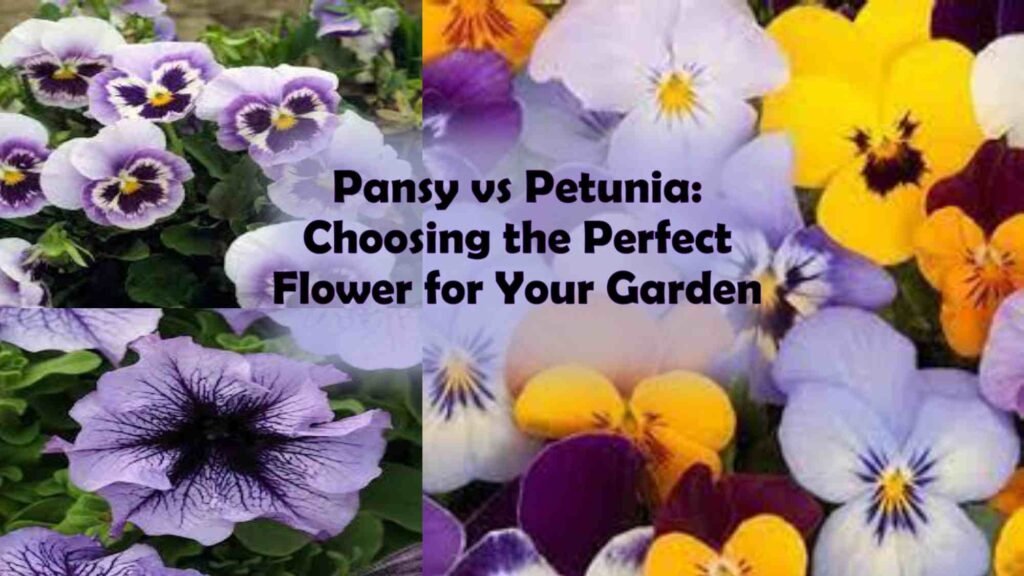 Pansy vs petunia