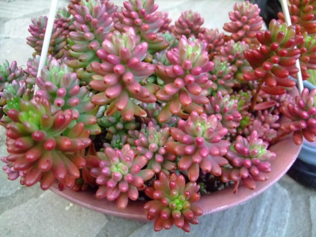 succulents with pink flowers