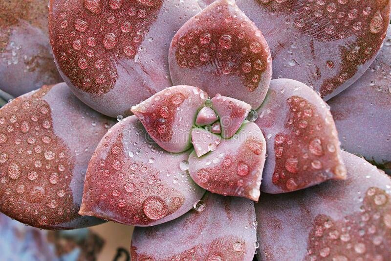 succulents with pink flowers