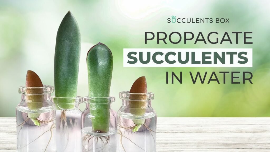propagate succulents through cuttings