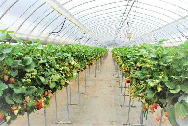 hydroponic strawberry cultivation