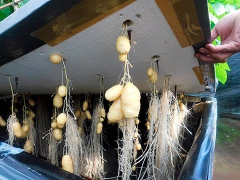 How To Grow Potatoes Hydroponically