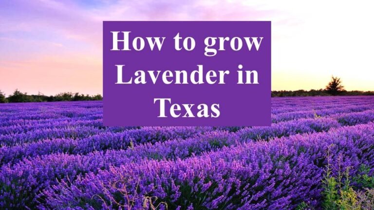 How to grow Lavender in Texas