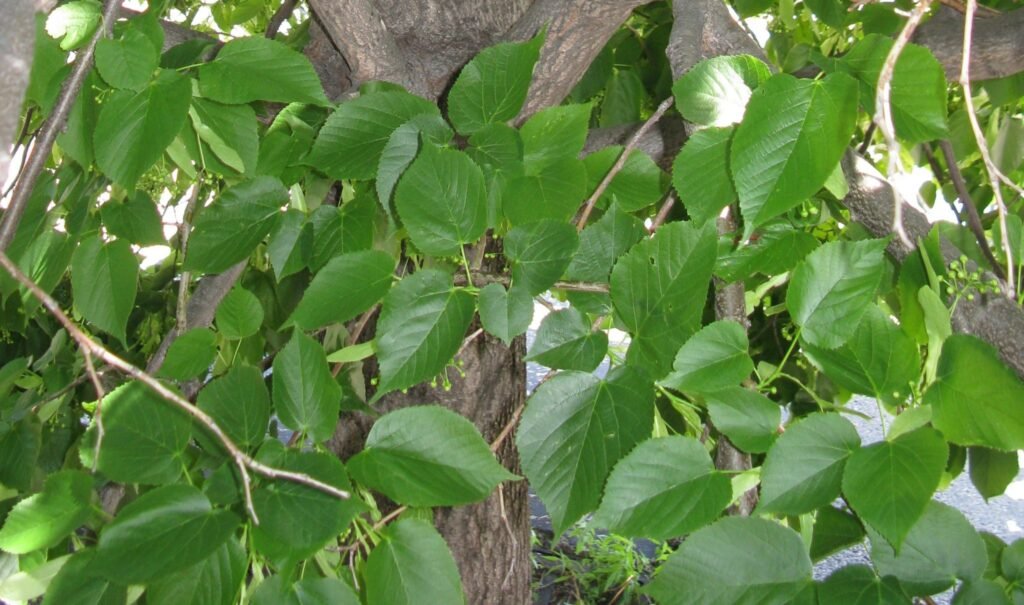 American Lime | Image Source: selecttrees  | Tree with Heart shaped Leaves