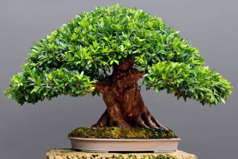 Top 5 Reasons Why is Bonsai so Expensive?