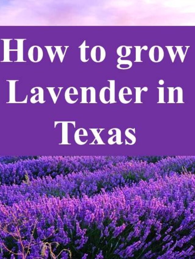 how to grow lavender in texas