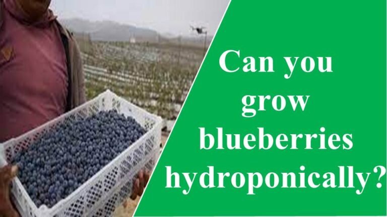can you grow blueberries hydroponically ?