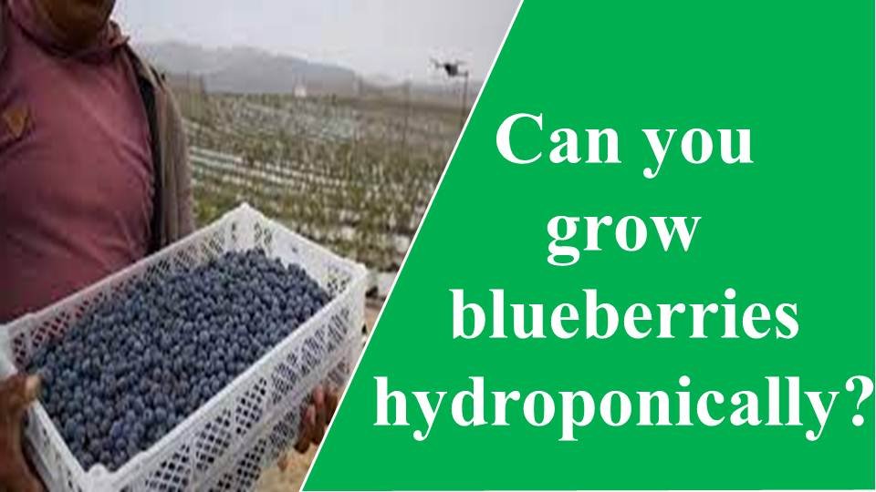 can you grow blueberries hydroponically