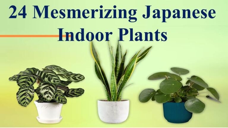 Top 24 Mesmerizing Japanese Indoor Plants for Home Decor In 2023