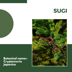 Sugi Japanese indoor plant
