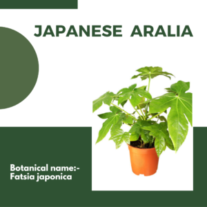 - Japanese Indoor Plants 