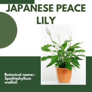 - Japanese Indoor Plants 