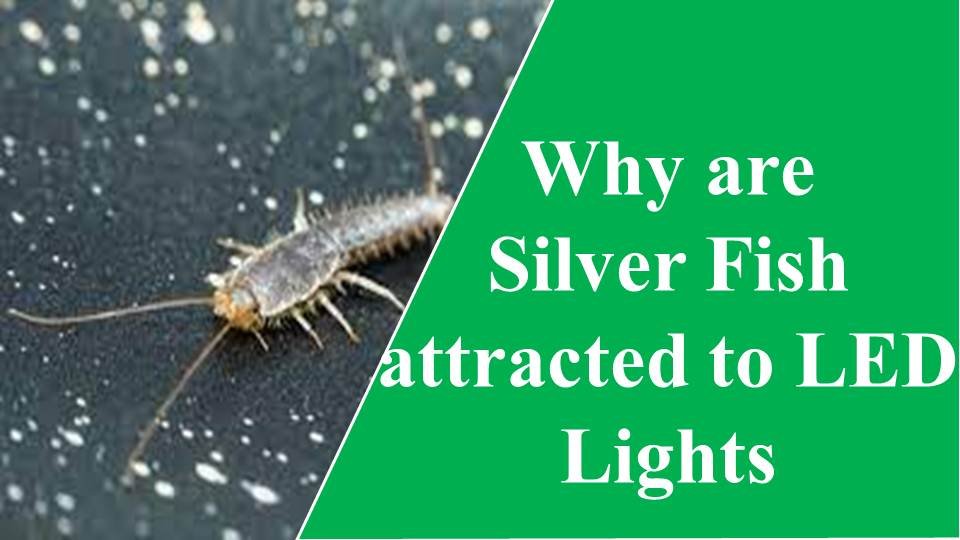 are silverfish attracted to led lights
