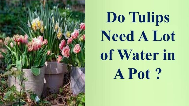 Do tulips need a lot of water in a pot ?