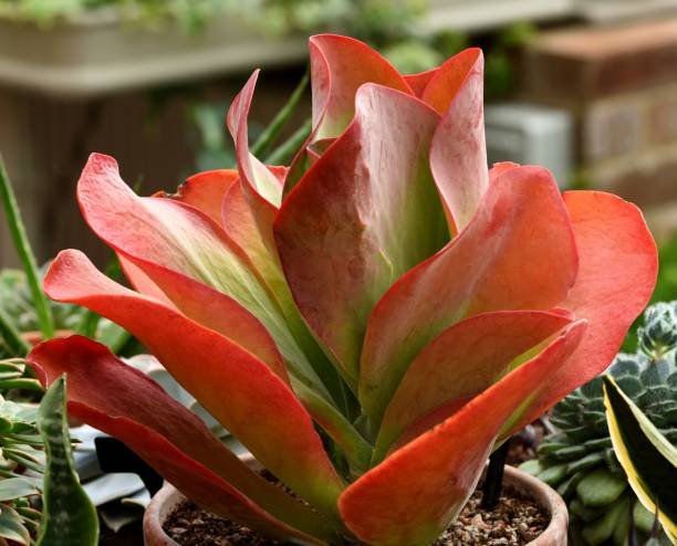 Top 20 Beautiful Succulents with Red Flowers