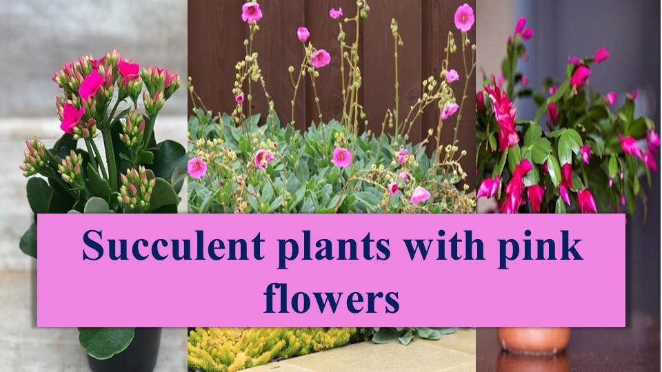 succulent plants with pink flowers