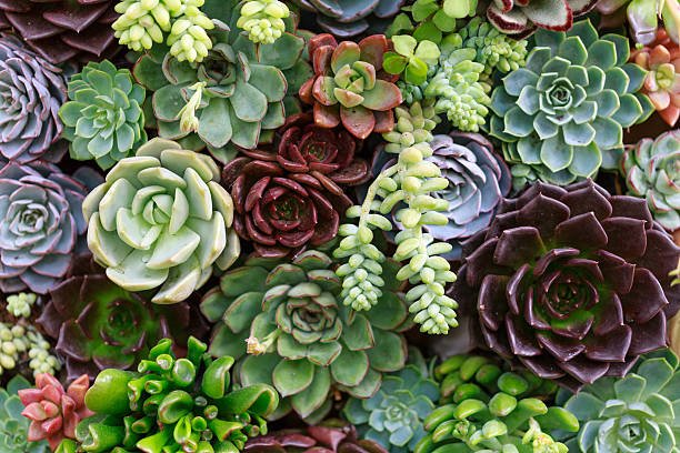 How to Propagate Succulents from Cuttings: An Easy All-in-One Guide