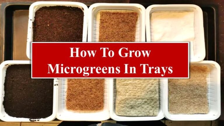 HOW TO GROW MICROGREENS IN TRAYS