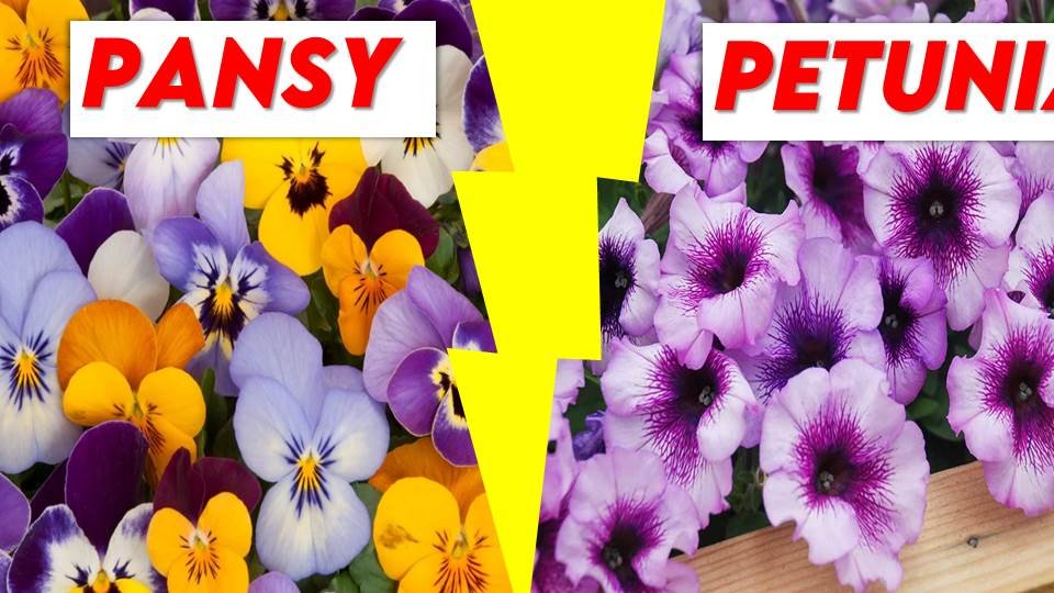 pansy vs petunia