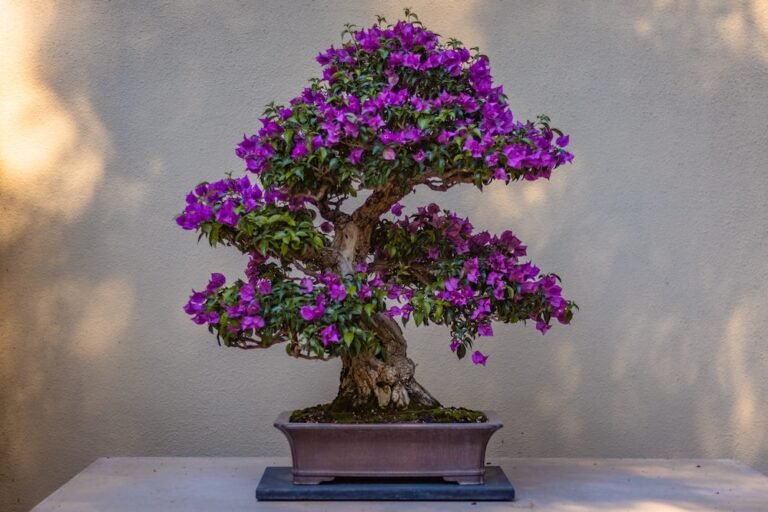 Tips to take proper care of your Lavender Bonsai !