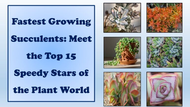 Fastest Growing Succulents: Meet the Top 15 Speedy Stars of the Plant World