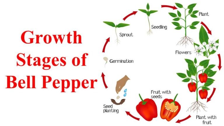 The Bell Pepper Growing Stages: A Comprehensive Guide to 7 bell peppers growing stages