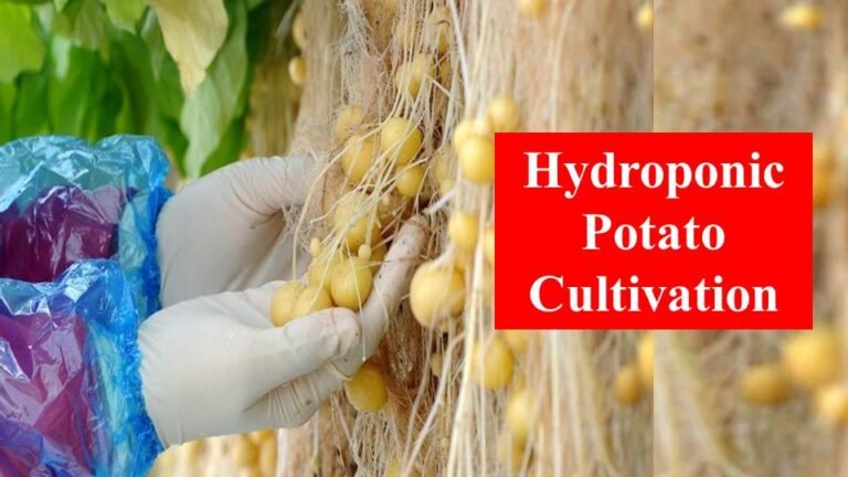 How To Grow Potatoes Hydroponically?