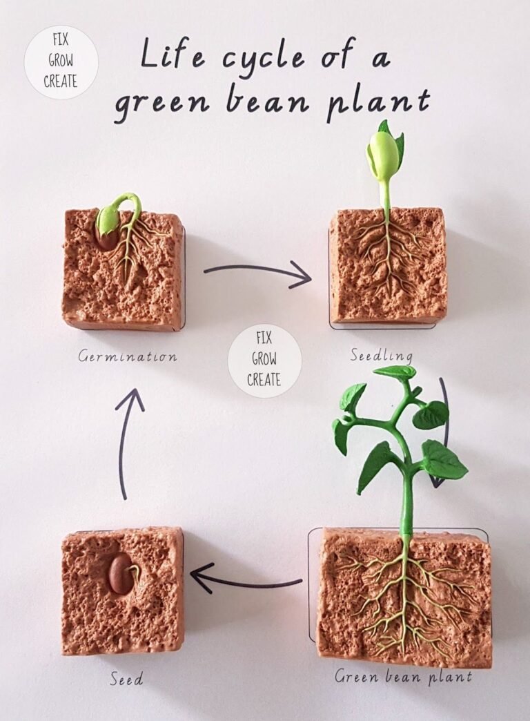 THE 5 GREEN BEANS PLANT STAGES – THEIR MESMERIZING BEAUTY, CARE AND MAINTENANCE