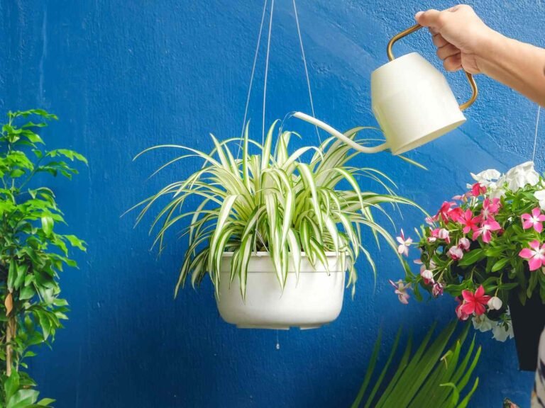 8 Tips on how to make spider plant bushy