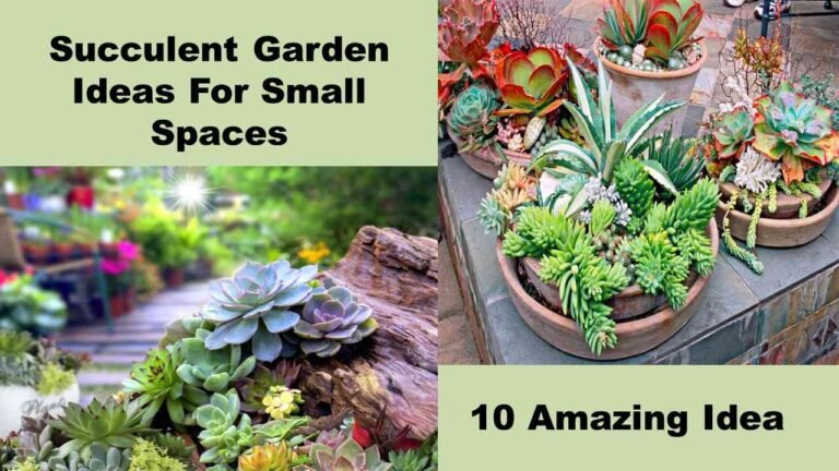 10 Amazing Succulent Garden Ideas For Small Spaces