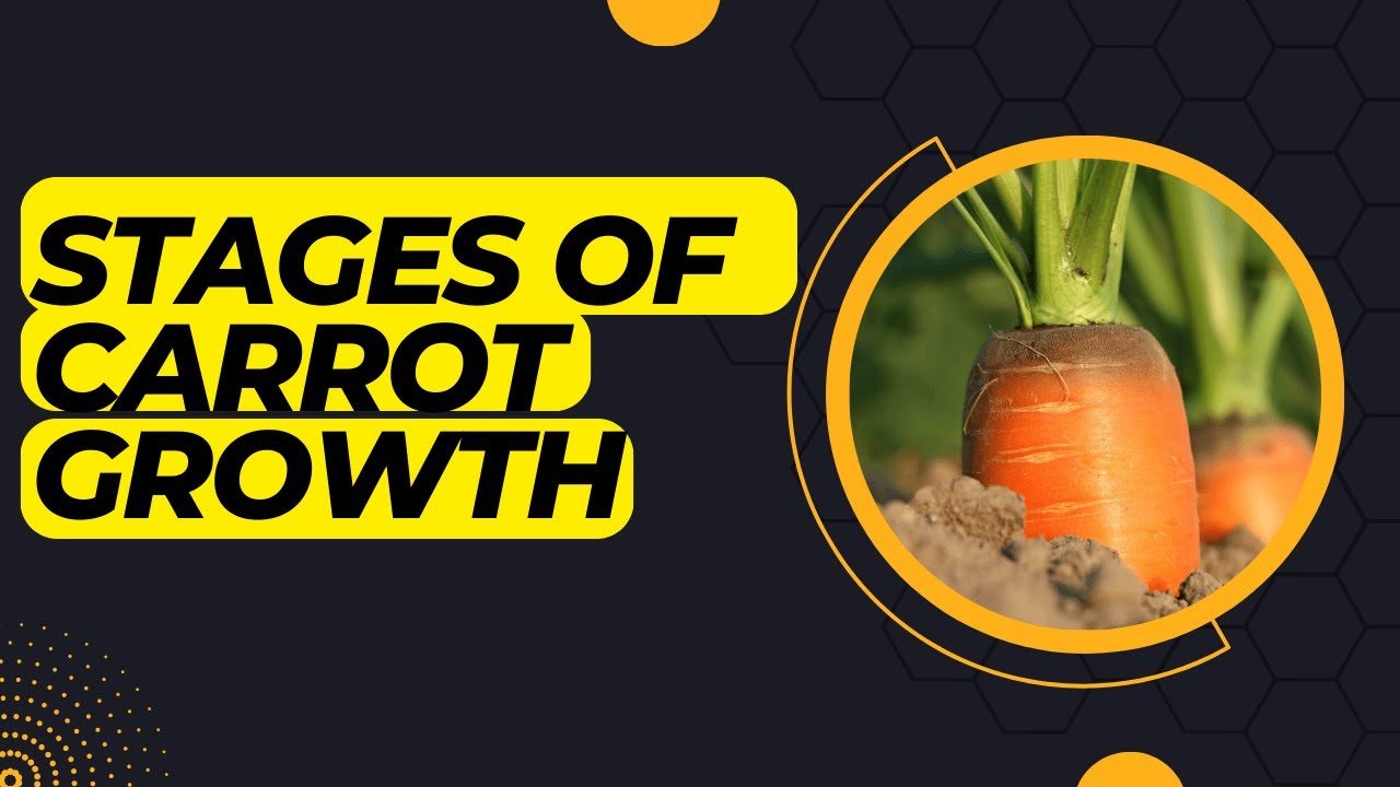Growth Stages Of Carrots