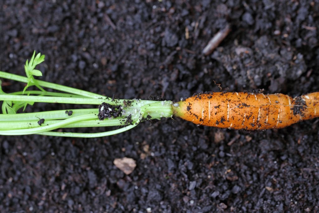 growth stages of carrots