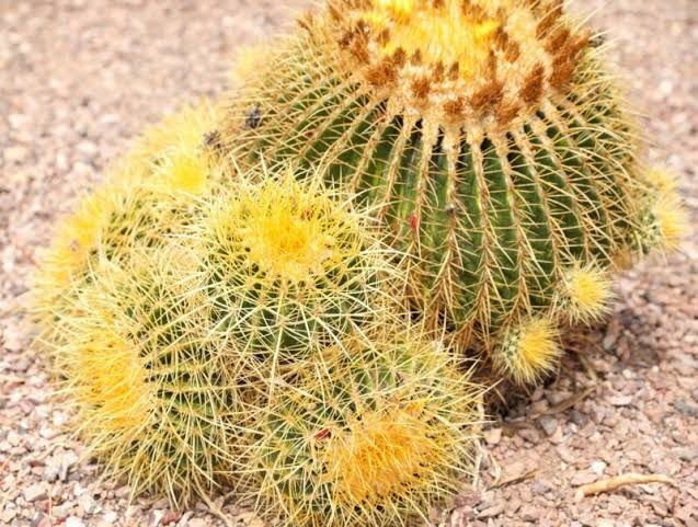 Golden Barrel Cactus| succulents wit yellow flowers