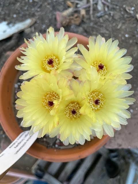 Schlosser Cactus| succulents with yellow flowers