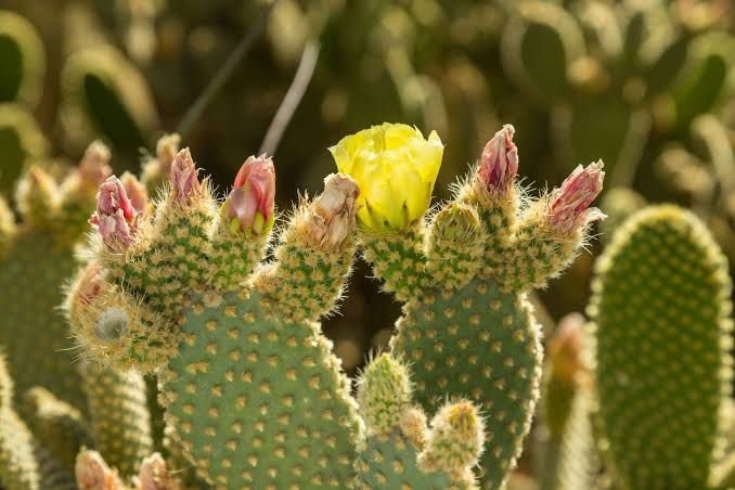 Bunny Ears Cactus| succulents with yellow flowers
