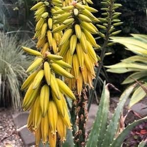 Aloe Vera| succulents with yellow flowers