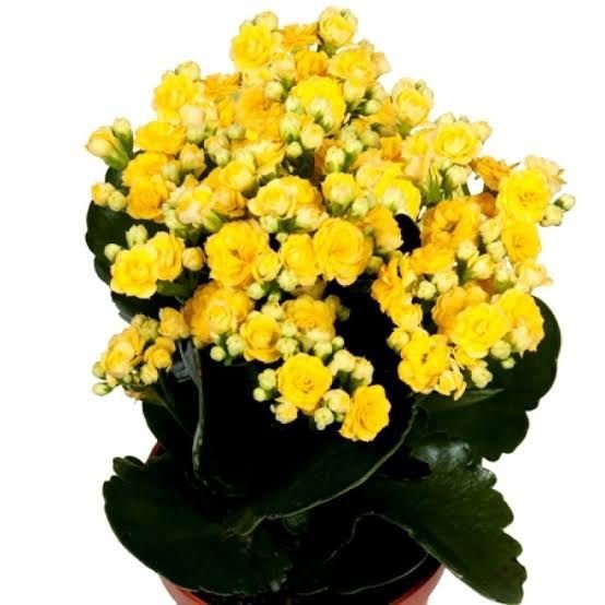 Kalanchoe Blossfeldiana | succulents with yellow flowers