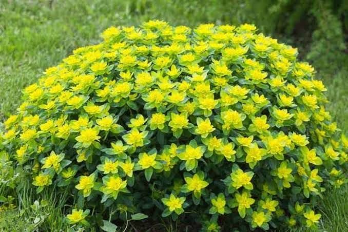 Euphorbia Polychroma | succulents with yellow flowers