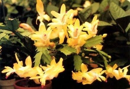 Christmas Cactus| succulents with yellow flowers