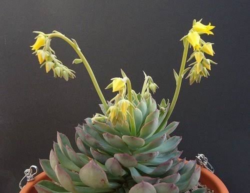 Echeveria Pulidonis | succulents with yellow flowers