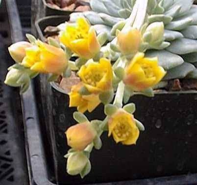 Echeveria ' Dondo' | succulents with yellow flowers
