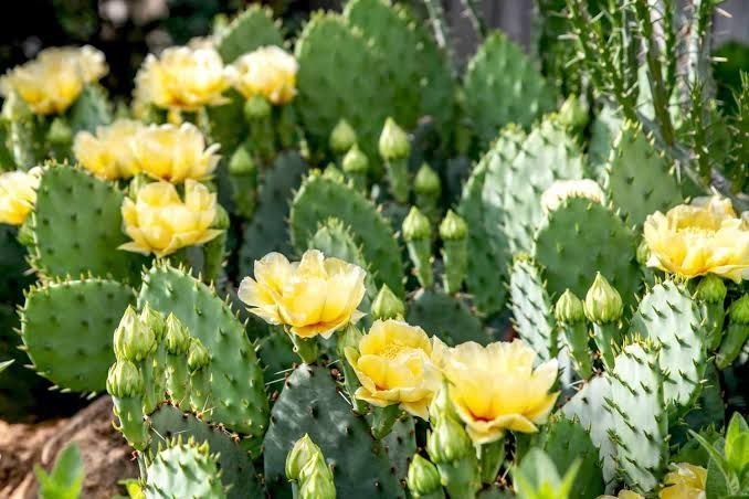 Eastern Prickly Pear Cactus| succulents with yellow flowers