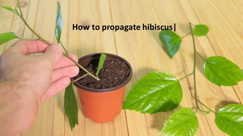 How to propagate hibiscus