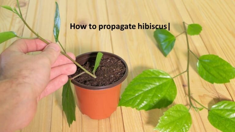 How to propagate hibiscus | 3 Perfect step wise guidelines for hibiscus propagation