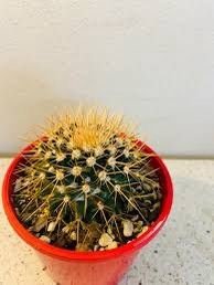 Pincushion Cactus| succulents with yellow flowers