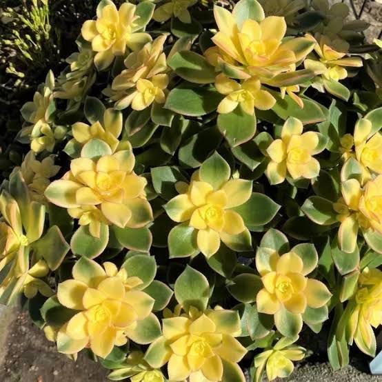 Aeonium Kiwi| succulents with yellow flowers