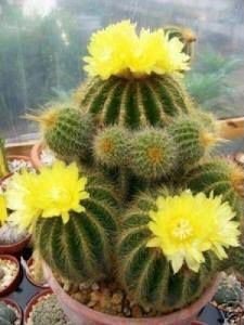 Balloon Cactus| succulents with yellow flowers