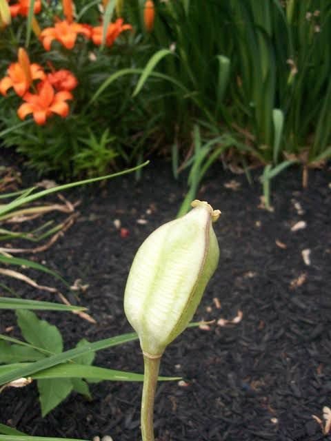 Tulip seed pod | grow tulips from seeds